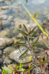 Southern fogfruit (Lippia stoechadifolia)