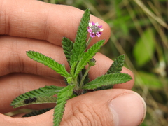 Southern fogfruit (Lippia stoechadifolia)