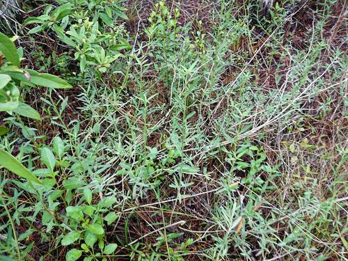 Southern fogfruit (Lippia stoechadifolia)