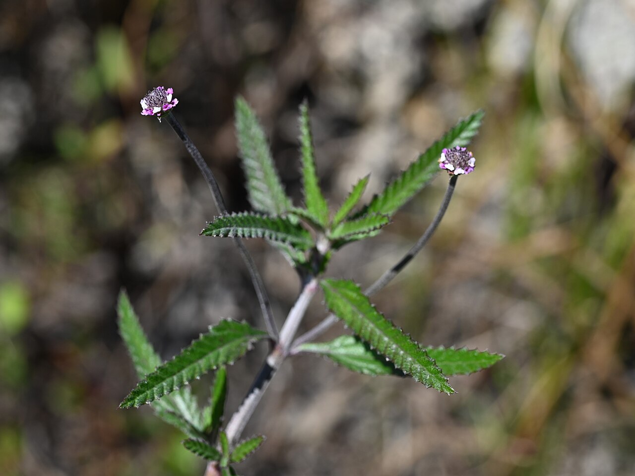 Southern fogfruit: Lippia stoechadifolia at Main Park Rd E from Pa Hay Okee Rd, Everglades NP, Florida, USA