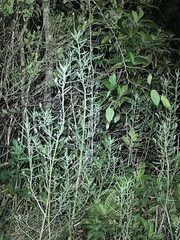 Southern fogfruit (Lippia stoechadifolia)