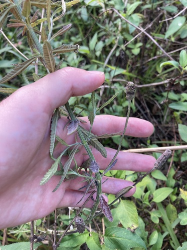 Southern fogfruit (Lippia stoechadifolia)