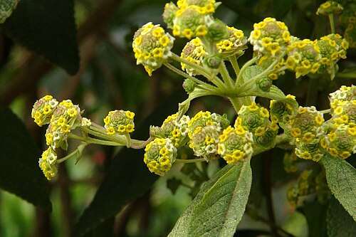 Lippia umbellata: Lippia umbellata , inflorescences. - Costa Rica, northern Cordillera de Talamanca, Savegre valley near San Gerardo, ca. 2300 m.