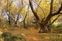 Oriental sweetgum (Liquidambar orientalis)