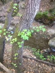 Oriental sweetgum (Liquidambar orientalis)