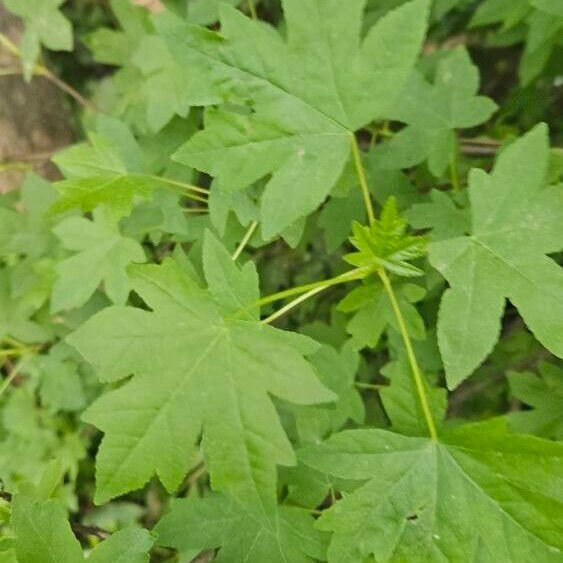 Oriental sweetgum (Liquidambar orientalis)