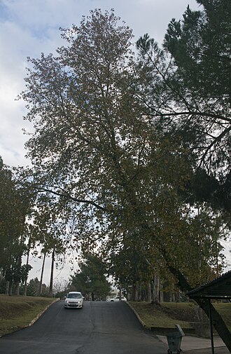 Oriental sweetgum: Tree of Turkish sweetgum (Liquidambar orientalis), endemic to eastern Mediterranean region.