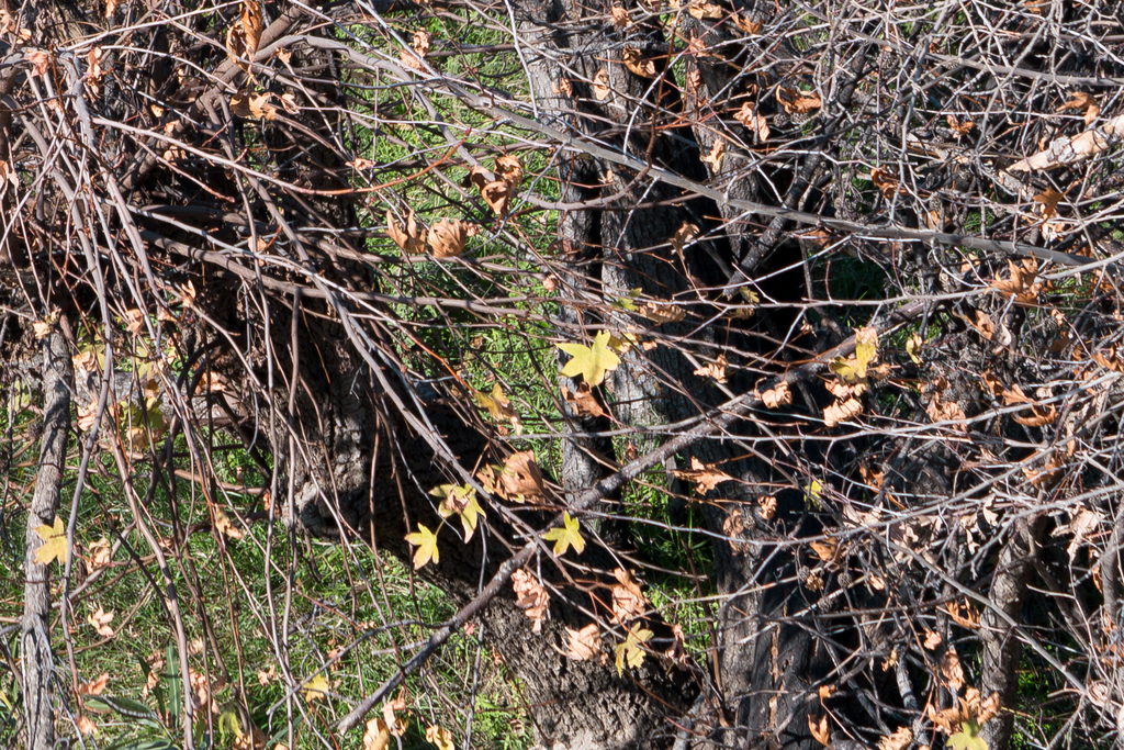 Oriental sweetgum (Liquidambar orientalis)