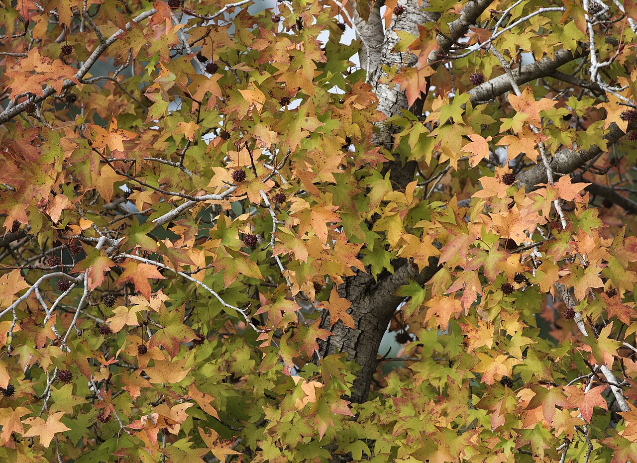 Oriental sweetgum: In fall, leaves of Turkish sweetgum ( Liquidambar orientalis ), endemic to Turkey. Balcalı - Adana, Turkey.