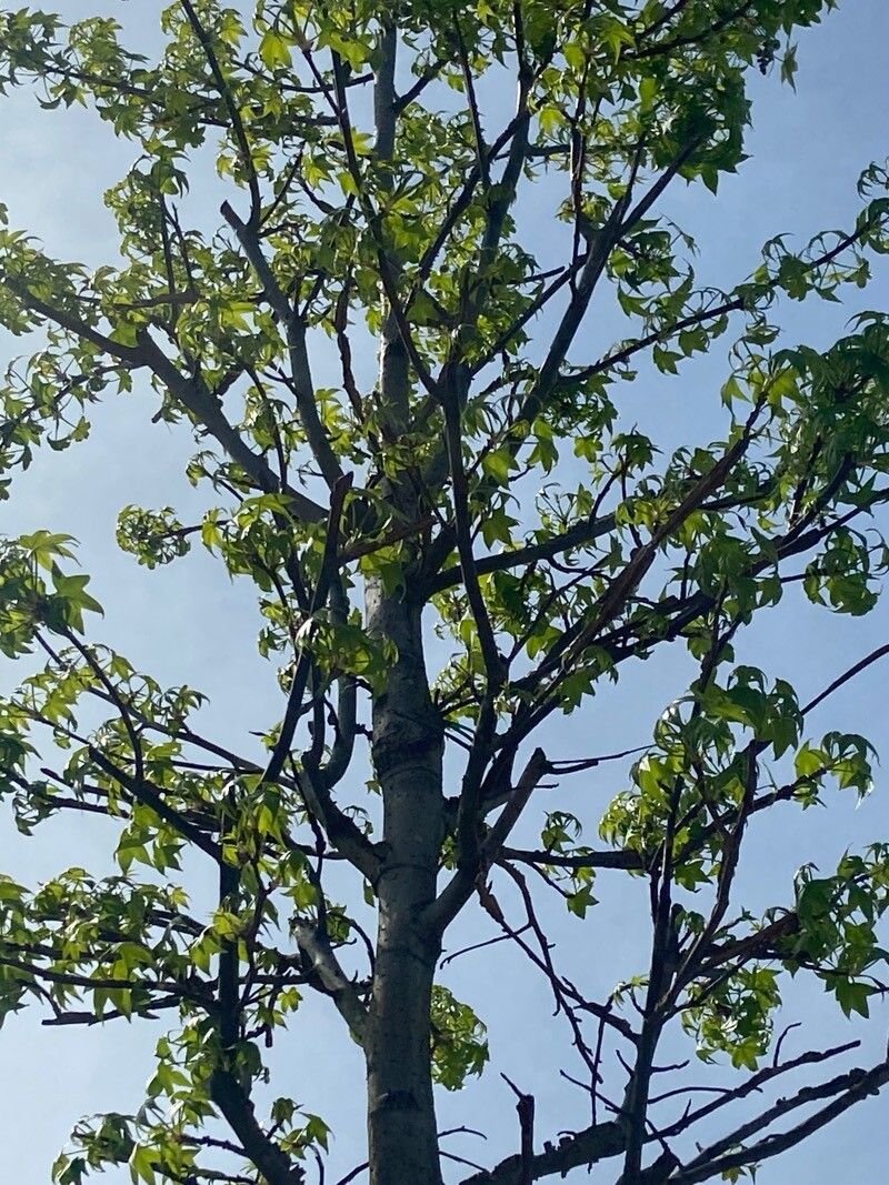 Oriental sweetgum (Liquidambar orientalis)