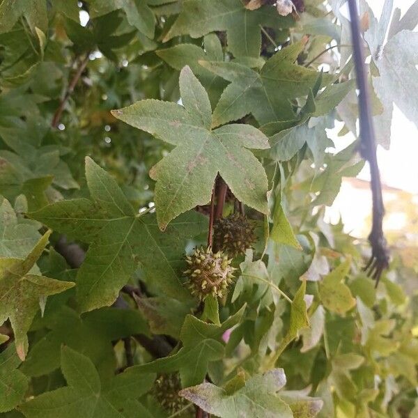 Oriental sweetgum (Liquidambar orientalis)