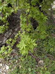 Oriental sweetgum (Liquidambar orientalis)