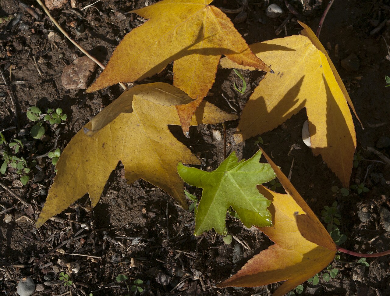 Oriental sweetgum: Leaves of Turkish sweetgum (Liquidambar orientalis) at Çukurova Unversity Campus in winter.
