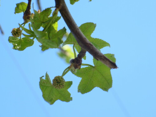 American sweetgum (Liquidambar styraciflua)