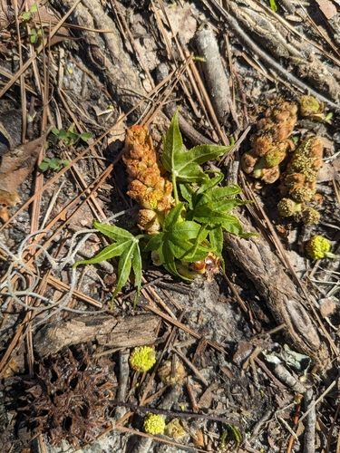 American sweetgum (Liquidambar styraciflua)