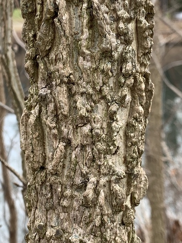 American sweetgum (Liquidambar styraciflua)