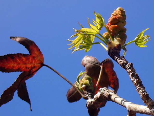 American sweetgum (Liquidambar styraciflua)