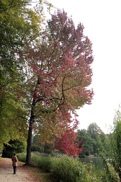 American sweetgum: American Sweetgum, Redgum