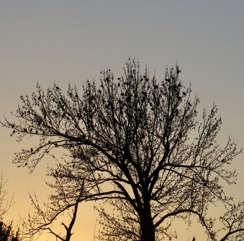 American sweetgum (Liquidambar styraciflua)