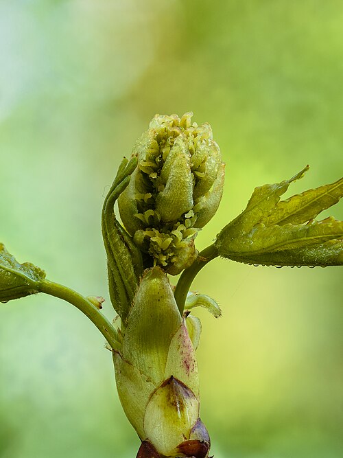American sweetgum: Inflorescence in development of one Liquidambar styraciflua ( Liquidambar styraciflua ). Focus stack of 60 photos.