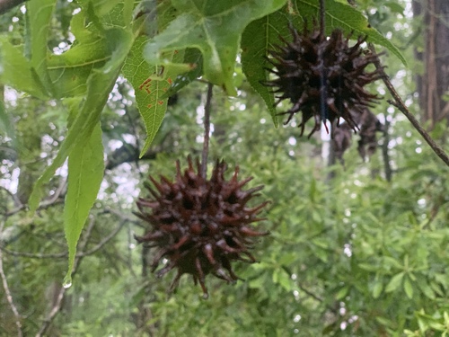 American sweetgum (Liquidambar styraciflua)