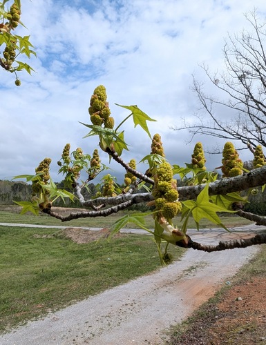 American sweetgum (Liquidambar styraciflua)