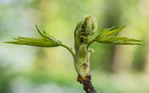 American sweetgum: Inflorescence in development of one Liquidambar styraciflua ( Liquidambar styraciflua ). Focus stack of 50 photos.