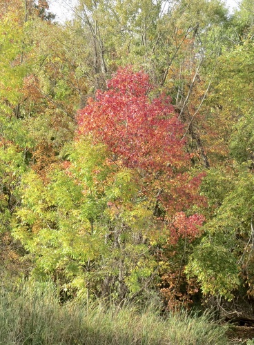 American sweetgum (Liquidambar styraciflua)