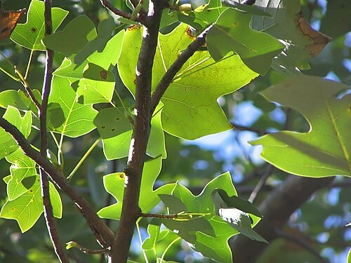Chinese tulip tree: Location taken: The United States National Arboretum, Washington DC. Names: Liriodendron chinense (Hemsl.)<SP>Sarg., Áo cộc, Chinese Tulip Poplar, Chinese Tulip
