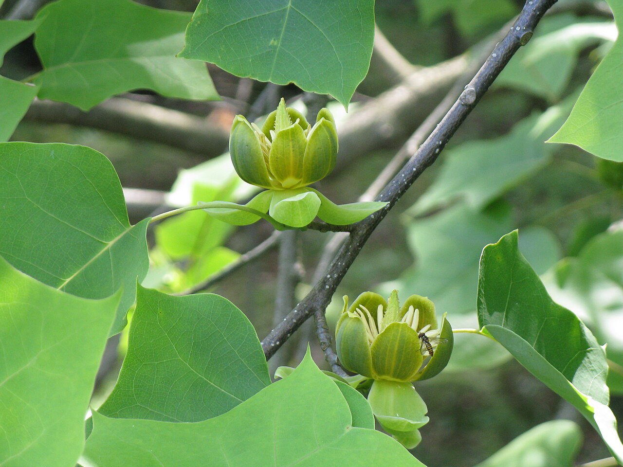 Chinese tulip tree: シナユリノキ