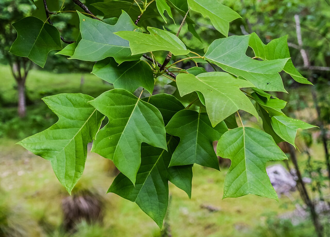 Chinese tulip tree: Liriodendron chinense in Hackfalls Arboretum, Gisborne Region, New Zealand
