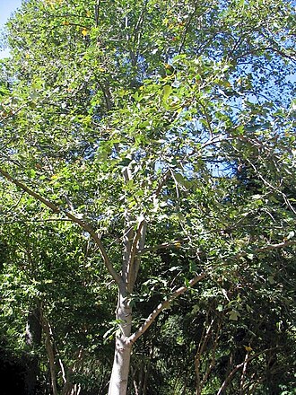 Chinese tulip tree: Location taken: The United States National Arboretum, Washington DC. Names: Liriodendron chinense (Hemsl.)<SP>Sarg., Áo cộc, Chinese Tulip Poplar, Chinese Tulip
