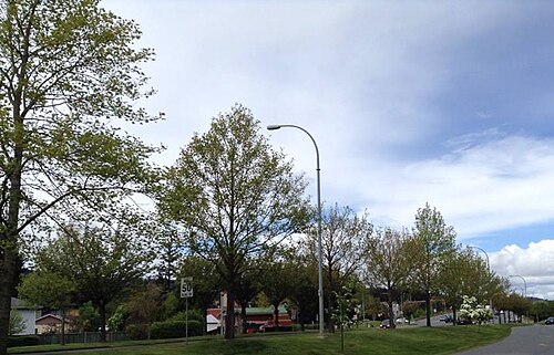 Chinese tulip tree: A view of American and Chinese tulip trees ( Liriodendron )along the Veterans Memorial Parkway, Langford, British Columbia .