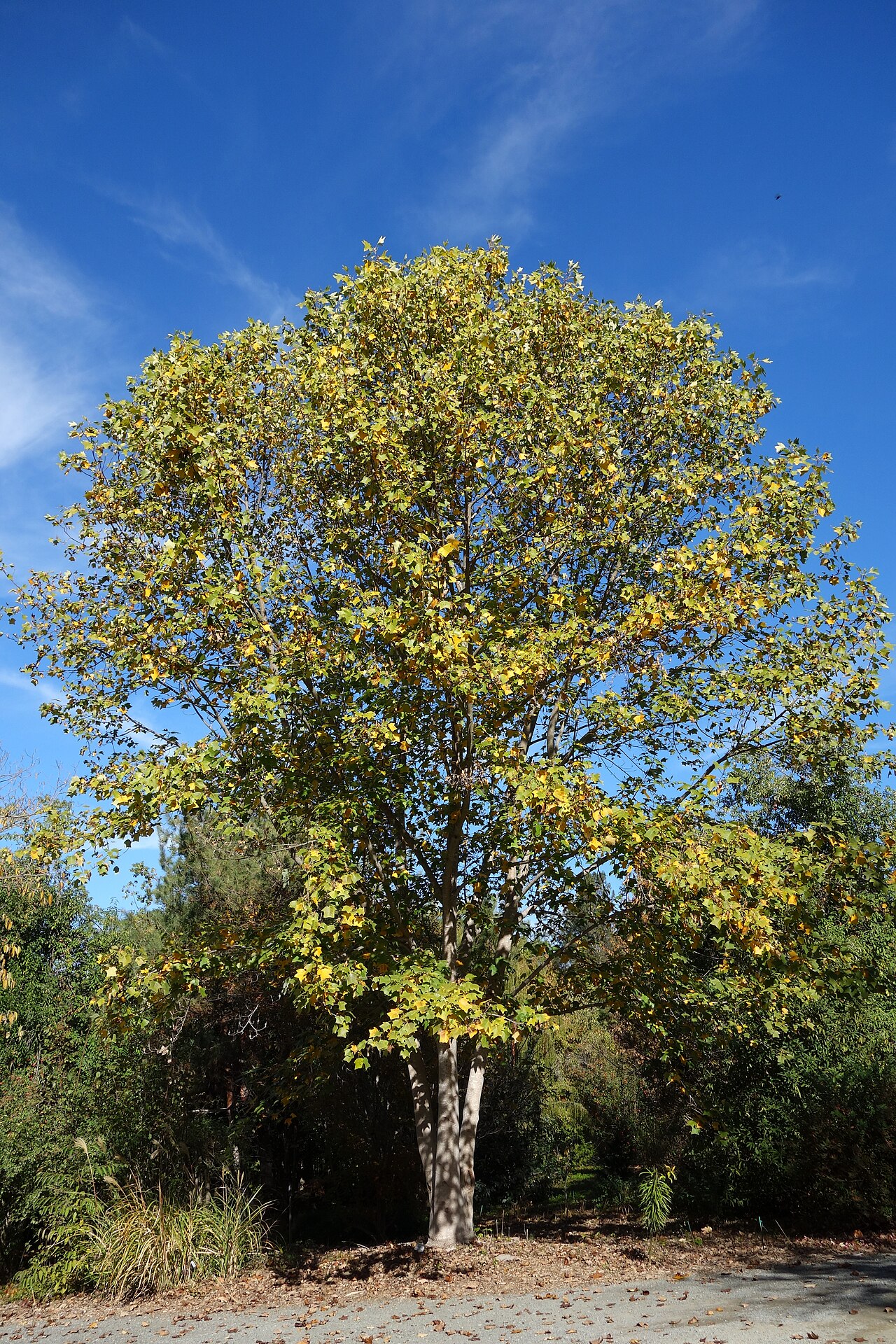 Chinese tulip tree: Botanical specimen in Quarryhill Botanical Garden, Glen Ellen, California, USA.