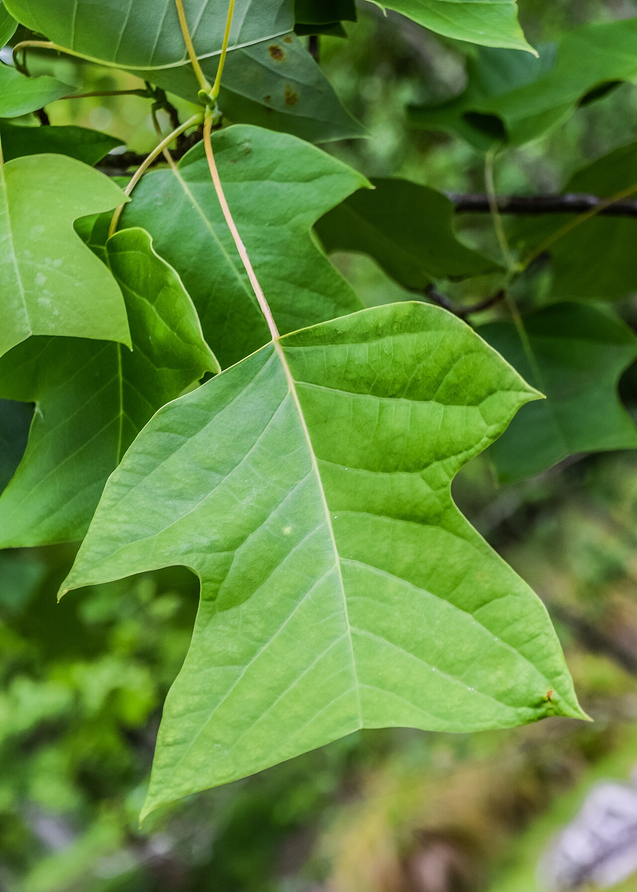 Chinese tulip tree: Liriodendron chinense in Hackfalls Arboretum, Gisborne Region, New Zealand