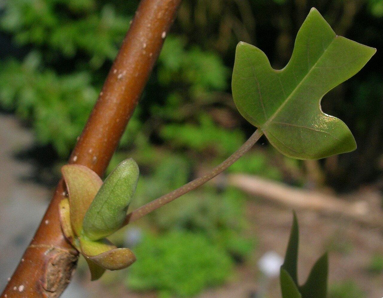 Chinese tulip tree: Twig of Liriodendron chinense, photo taken at the Ecological-Botanical Gardens in Bayreuth, Germany