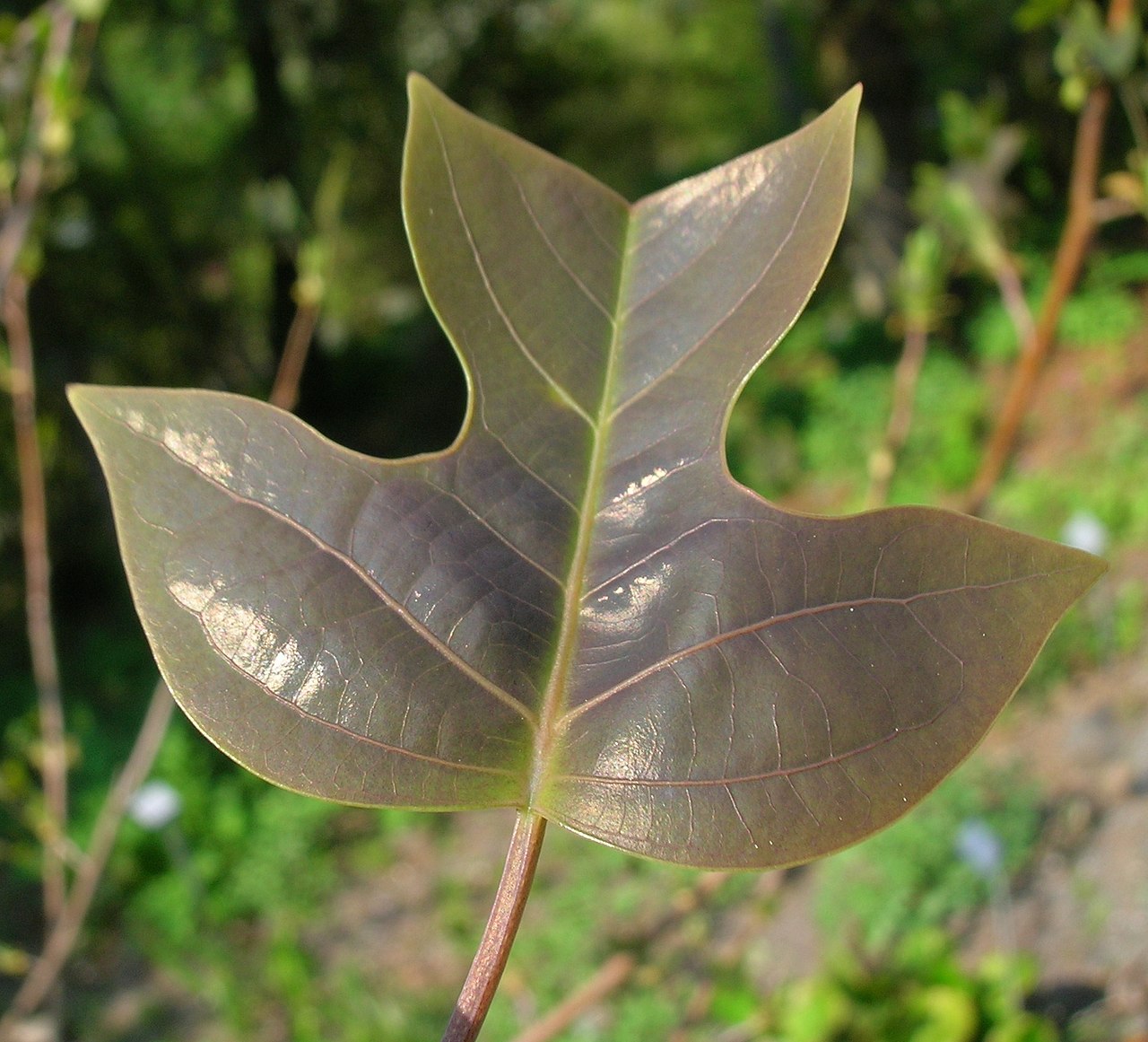Chinese tulip tree: Leaf of Liriodendron chinense , photo taken at the Ecological-Botanical Gardens in Bayreuth, Germany