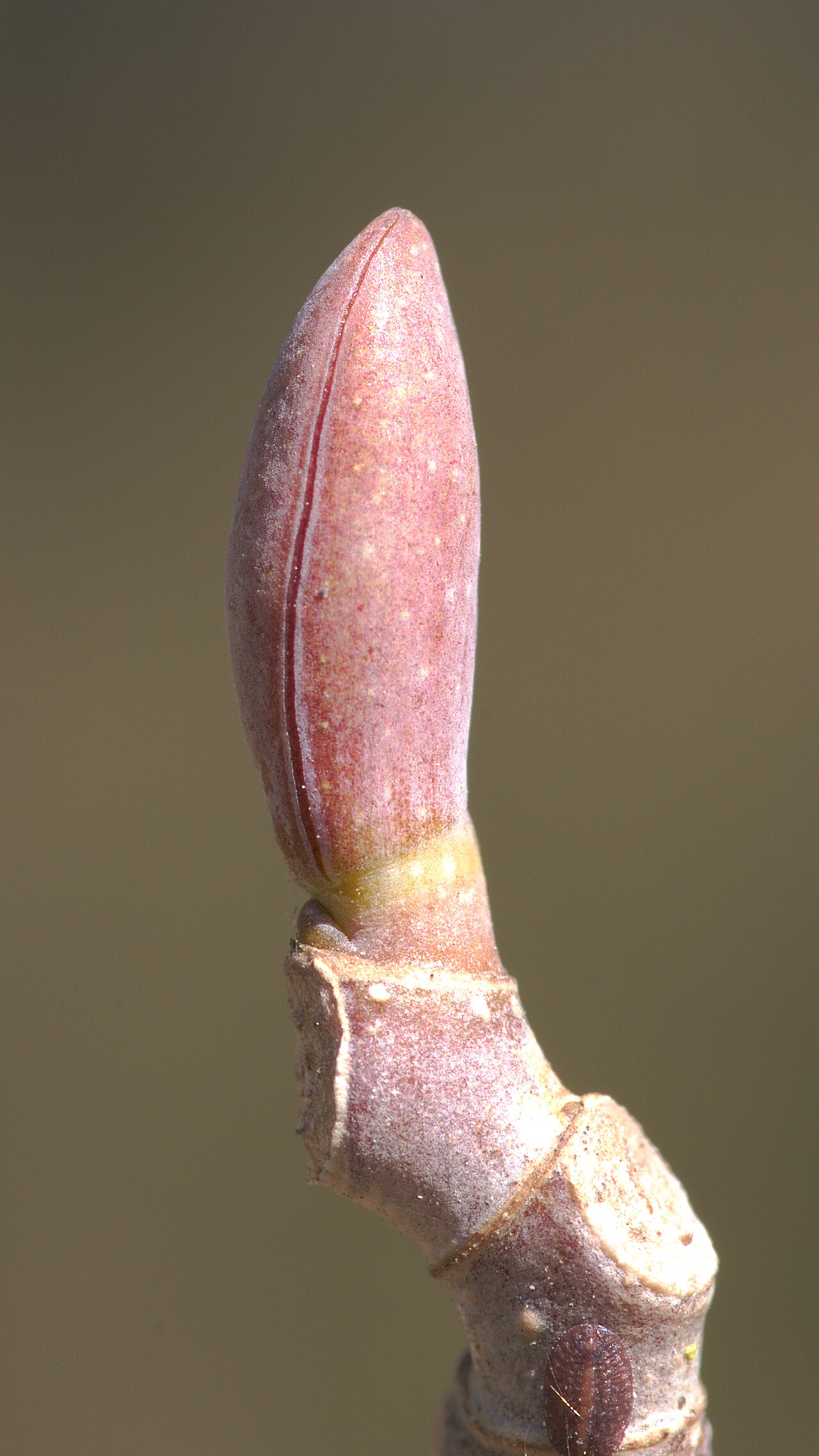 Chinese tulip tree: A bud of Liriodendron chinense , picture taken in the Ecological Botanical Gardens of Bayreuth, Germany