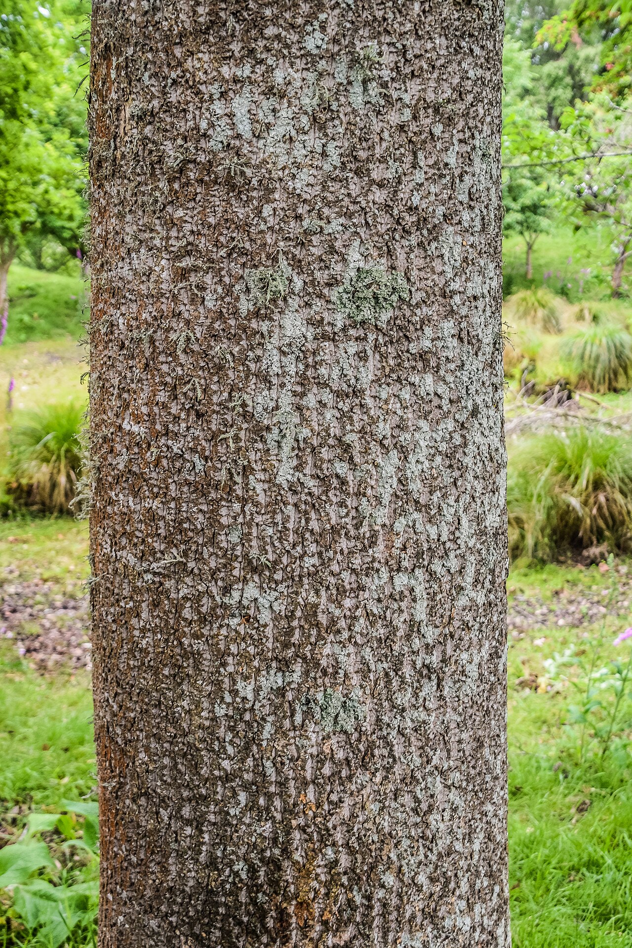 Chinese tulip tree: Liriodendron chinense in Hackfalls Arboretum, Gisborne Region, New Zealand