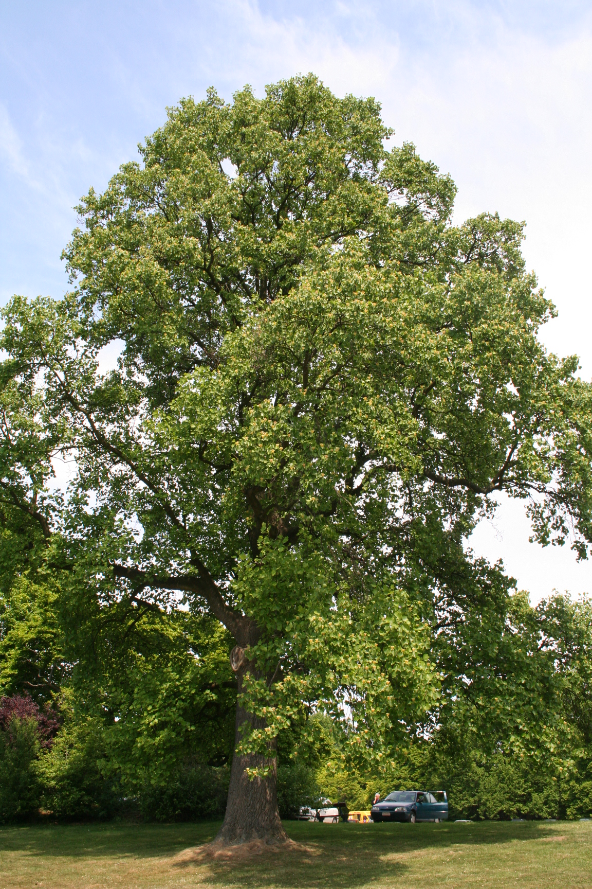 Tulip tree: Liriodendron tulipifera - Laeken park (Belgium).