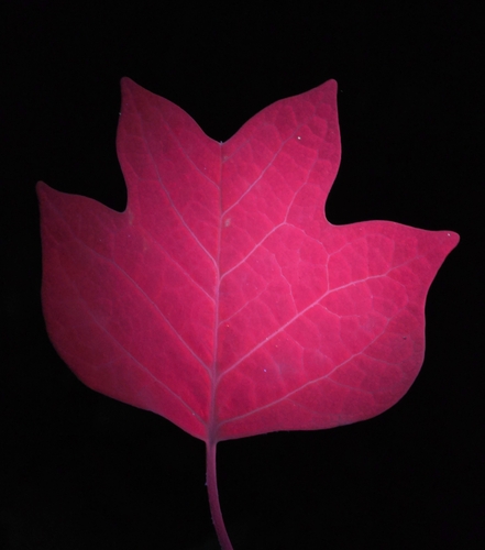Tulip tree (Liriodendron tulipifera)