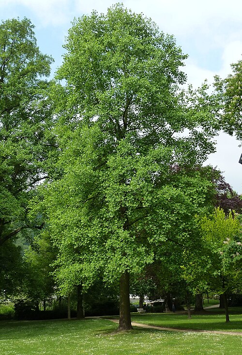Tulip tree: Kurpark Liriodendron - Liriodendron