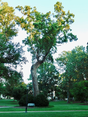 Tulip tree (Liriodendron tulipifera)