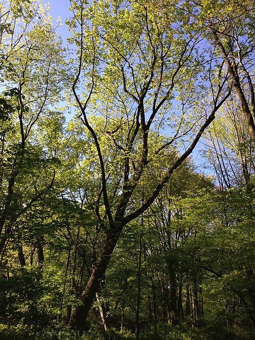 Tulip tree: Liriodendron tulipifera in the woods along the West Branch Shabakunk Creek near Dunmore Avenue on May 4th 2013