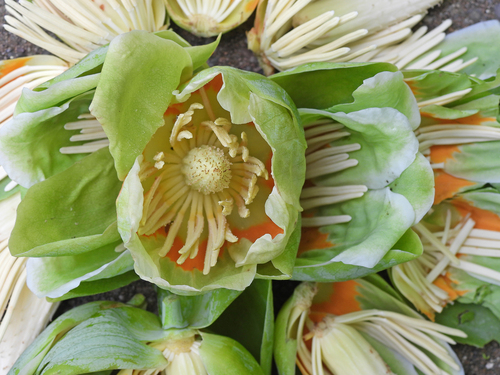 Tulip tree