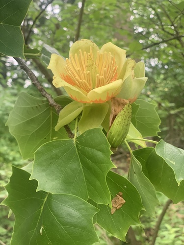 Tulip tree (Liriodendron tulipifera)