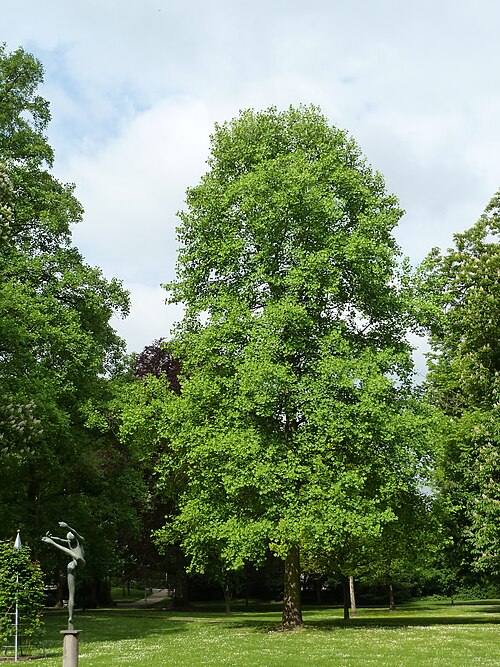Tulip tree: Kurpark in Bad Ems - Liriodendron