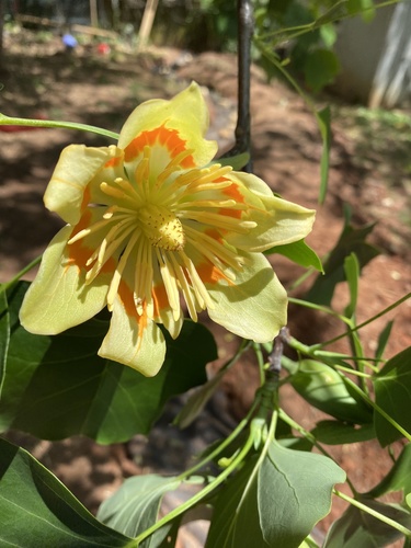 Tulip tree (Liriodendron tulipifera)