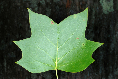 Tulip tree (Liriodendron tulipifera)