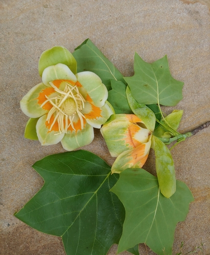 Tulip tree (Liriodendron tulipifera)